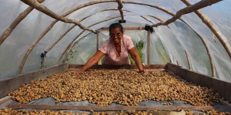 #EnCorto: Ramón, el árbol de la selva maya que es un tesoro nutricional