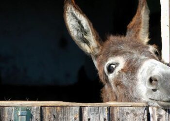 Nadie le ladra al perro, nadie patea al burro