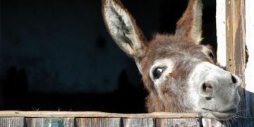 Nadie le ladra al perro, nadie patea al burro