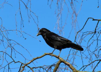 Experiencias de ingratitud: “cria cuervos y te sacarán los ojos”
