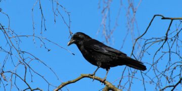 Experiencias de ingratitud: “cria cuervos y te sacarán los ojos”