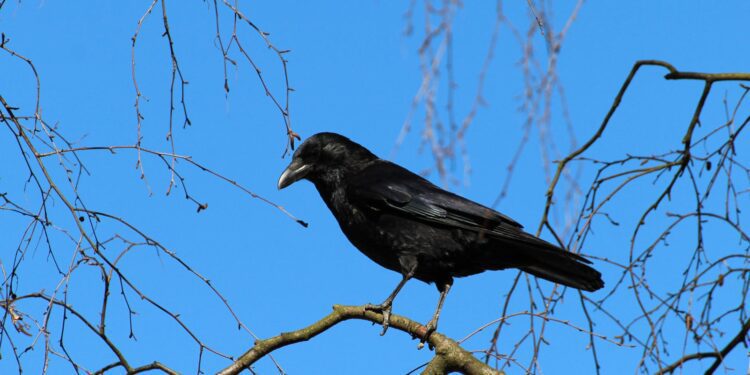 Experiencias de ingratitud: “cria cuervos y te sacarán los ojos”