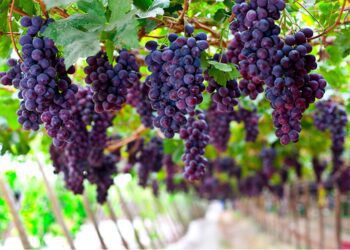 Las empresas privadas mantienen un ritmo de crecimiento a pesar de los violentos ataques que sufren