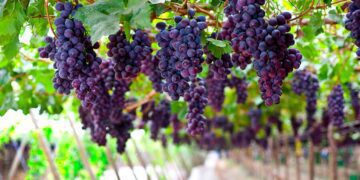 Las empresas privadas mantienen un ritmo de crecimiento a pesar de los violentos ataques que sufren