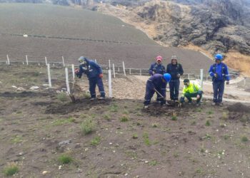 Reforestación en Huarochirí con 250  plantones de quinuales