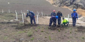 Reforestación en Huarochirí con 250  plantones de quinuales