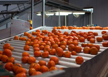 Ejemplo empresarial en el Perú: ProCitrus, un gremio emblemático de productores de cítricos