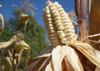 Perú: ¿Nadie dice nada? …producción nacional disminuyó 0,63%