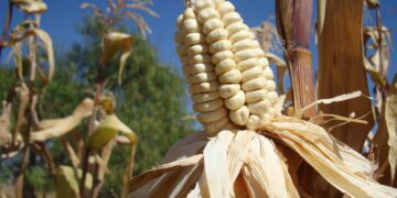 Perú: ¿Nadie dice nada? …producción nacional disminuyó 0,63%