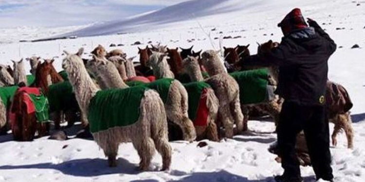 Heladas y friajes: nuevamente mas de 7 millones de peruanos expuestos y mas del 80% de la superficie agrícola en riesgo