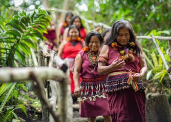 Bosques que sanan: cinco iniciativas que muestran la riqueza de los ecosistemas forestales