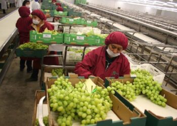 ComexPerú: Agroexportaciones crecieron 7,5% en el mes de mayo