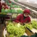 ComexPerú: Agroexportaciones crecieron 7,5% en el mes de mayo