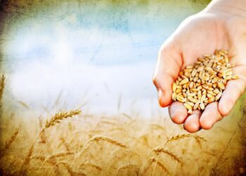 La Parábola del sembrador: si la Palabra es la semilla, nosotros somos el terreno