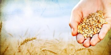 La Parábola del sembrador: si la Palabra es la semilla, nosotros somos el terreno