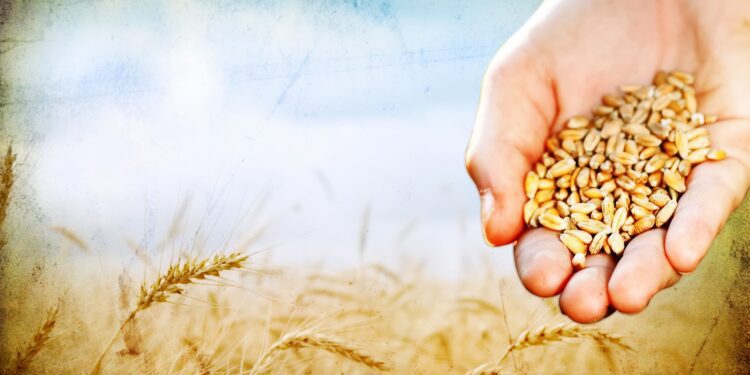 La Parábola del sembrador: si la Palabra es la semilla, nosotros somos el terreno