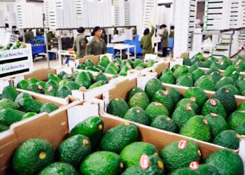 Perú: Industria de la palta Hass crece un 2%