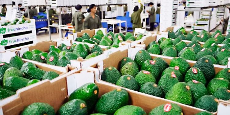Perú: Industria de la palta Hass crece un 2%