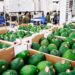 Perú: Industria de la palta Hass crece un 2%