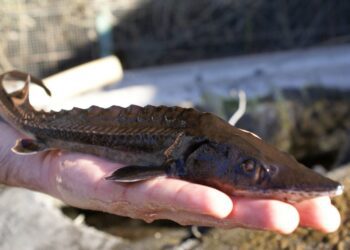 Y de pronto sucede: el fenómeno de la extinción caviar