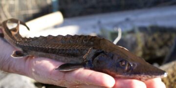 Y de pronto sucede: el fenómeno de la extinción caviar