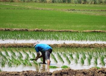 ComexPerú: campaña agrícola 2023-2024 producción y siembras se contraen