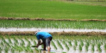 ComexPerú: campaña agrícola 2023-2024 producción y siembras se contraen