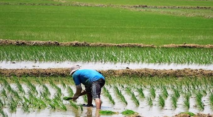 ComexPerú: campaña agrícola 2023-2024 producción y siembras se contraen