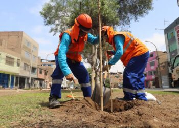 Lima: iniciativa ecológica tiene como objetivo plantar más de 15 mil árboles
