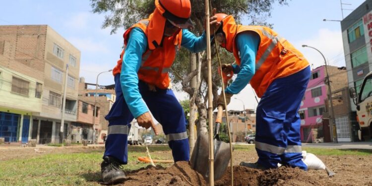 Lima: iniciativa ecológica tiene como objetivo plantar más de 15 mil árboles