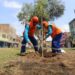 Lima: iniciativa ecológica tiene como objetivo plantar más de 15 mil árboles