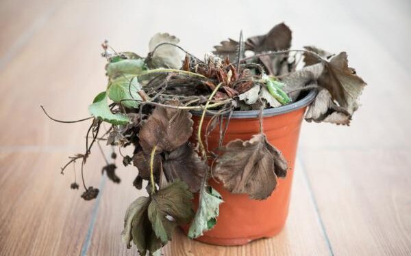 La ilegalidad de la ilegitimidad, obsesión caviar perversa