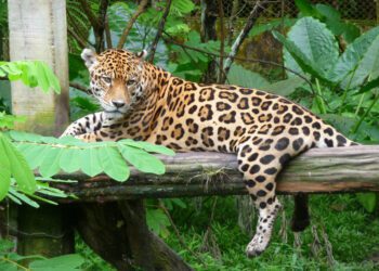 ¿Los otorongos quieren las llaves del reino de la inmunidad parlamentaria?