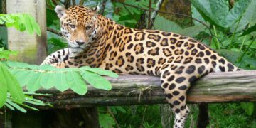 ¿Los otorongos quieren las llaves del reino de la inmunidad parlamentaria?