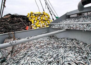 Anchoveta: buen estado de la biomasa desmiente mito de la depredación del recurso