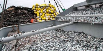 Anchoveta: buen estado de la biomasa desmiente mito de la depredación del recurso