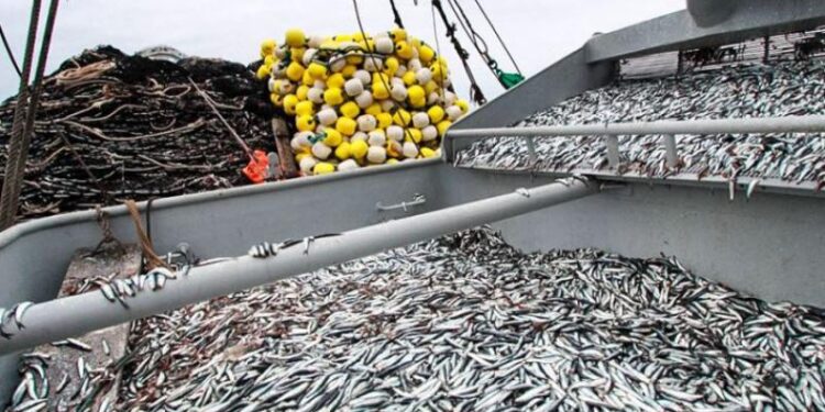 Anchoveta: buen estado de la biomasa desmiente mito de la depredación del recurso