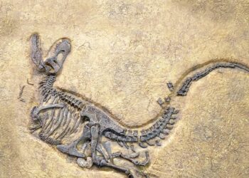 ¿Hacia dónde van los restos de la izquierda peruana?