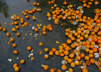 Los defectos que dominan a la izquierda