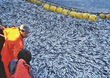 Primera temporada de pesca contribuirá a la reactivación de la economía peruana