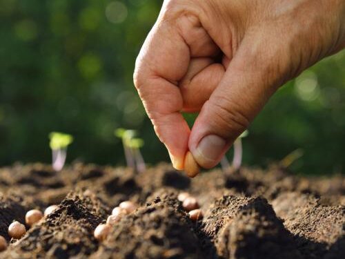 ¿Siembro con confianza la Palabra de Dios en los ambientes en los que vivo?