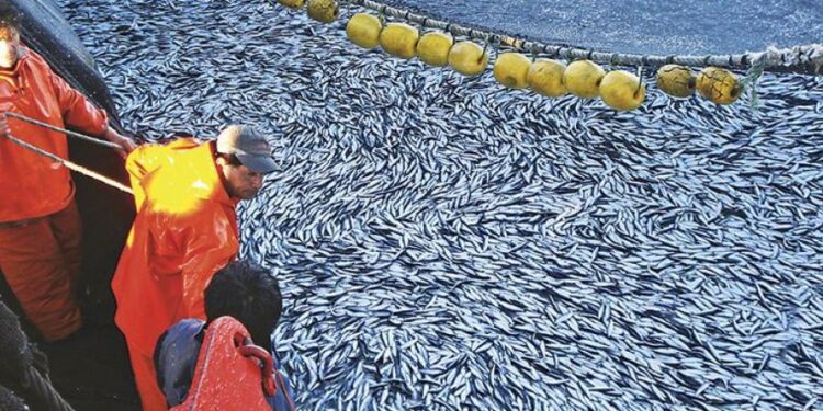 Destacan importancia de la anchoveta peruana en la seguridad alimentaria mundial
