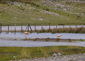 AMSAC impulsa buenas prácticas de gestión ambiental en coloquio anual 2024