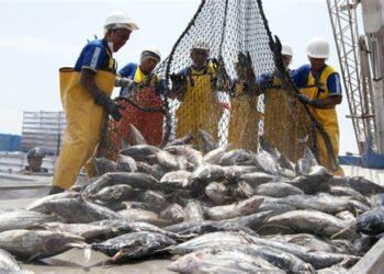 Sector Pesca aumentó 14,86% en julio de 2024 y sumó cuatro meses de crecimiento consecutivo