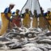 Sector Pesca aumentó 14,86% en julio de 2024 y sumó cuatro meses de crecimiento consecutivo