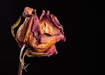 El maravilloso sexo débil ha sido debilitado más