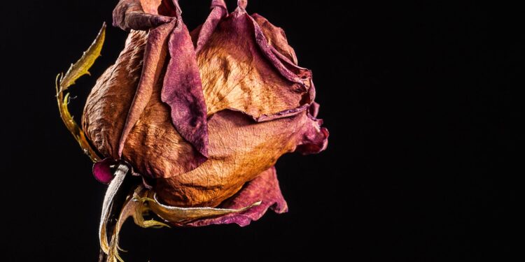 El maravilloso sexo débil ha sido debilitado más