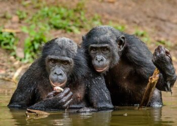 Buscando cámaras, pidiendo selfi, candidatos sin respaldo popular