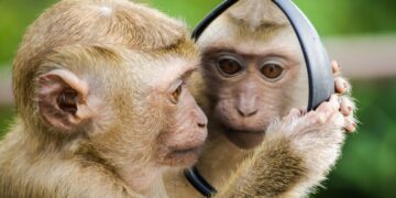 ¿Adoptarías a un progre o a un caviar?