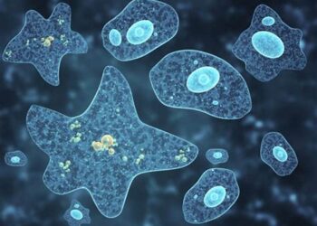 Protozoarios, amebas, roedores y desertores: la neurona elástica de las izquierdas